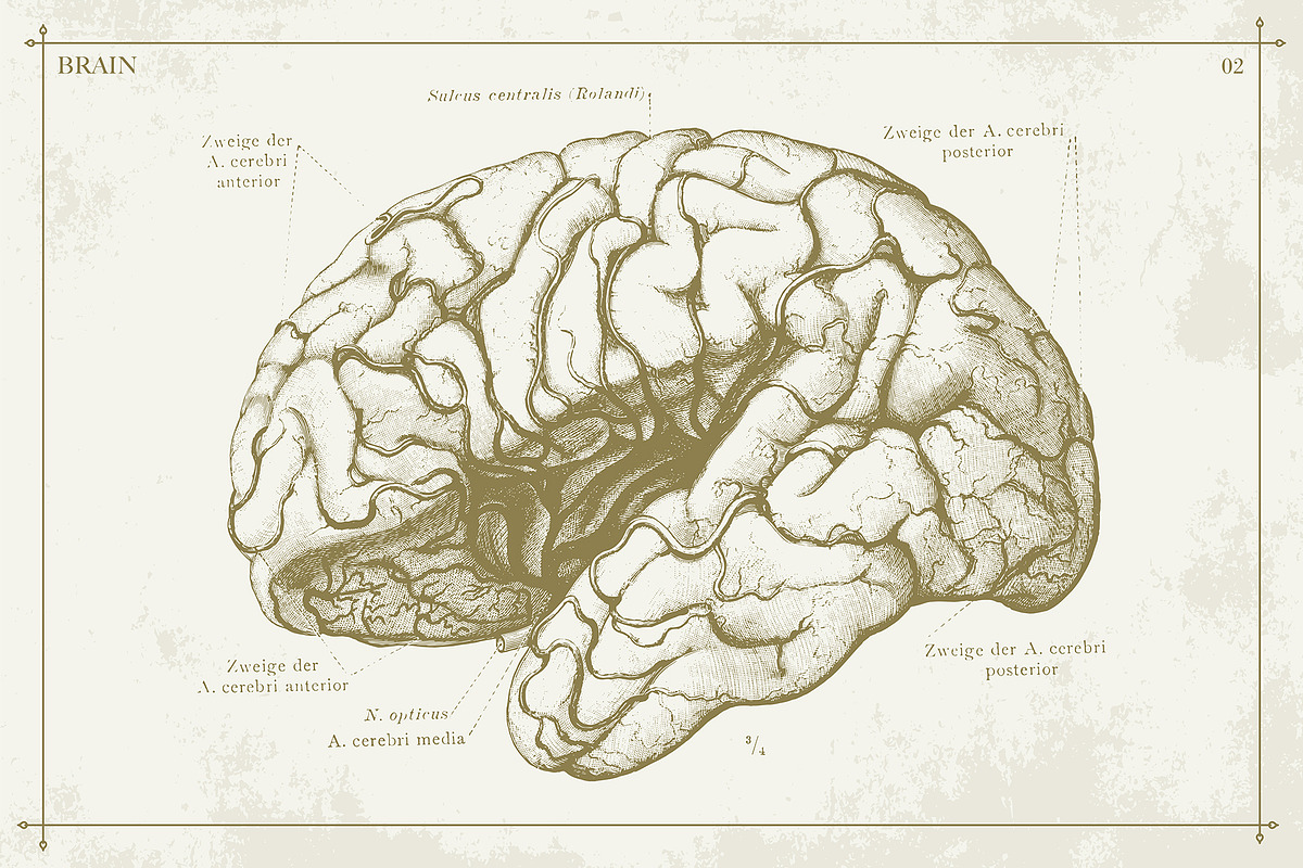 100+ Vintage Anatomy Vectors, a Healthcare Illustration by Shizzle Stock (Photo 17 of 20)