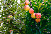 Golden Apple Orchard Presets, a Preset Add-On by AAA Presets (Thumbnail 13 of 14)