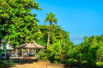 Tropical vegetation in Cayenne, French Guiana, a Nature Photo by Leonid Andronov