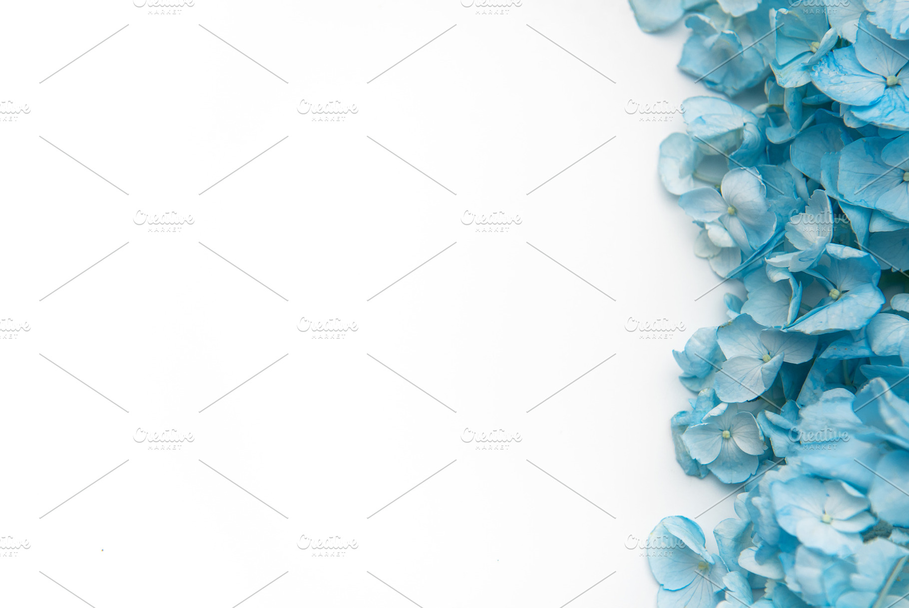 Blue hydrangea flowers creating a white border background, a Holiday Photo by Olena Rudo