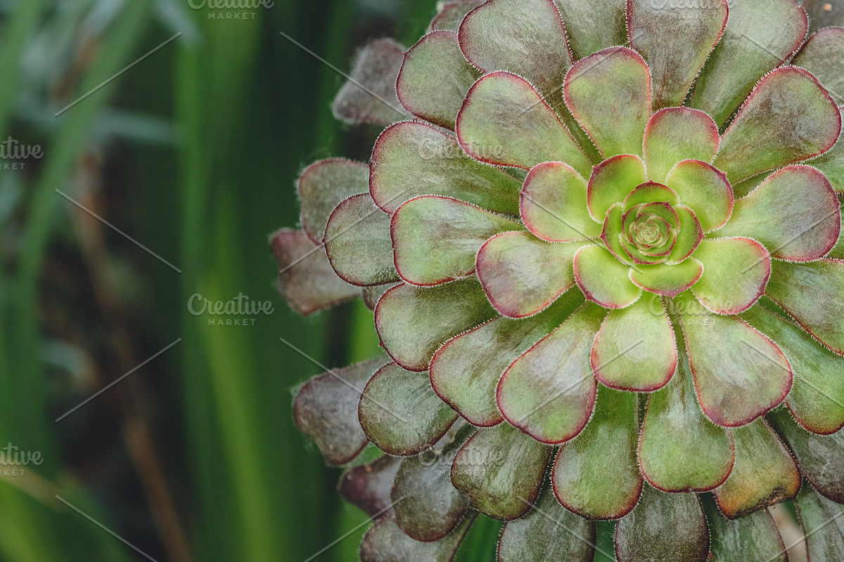 Succulents bundle featuring succulent, green, and plant, a Nature Photo by HG Photography (Photo 5 of 6)