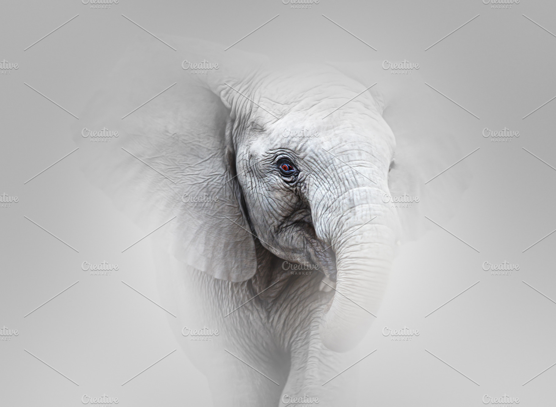 Elephant Charging fine art, an Animal Photo by Etienne & Yolandi Outram
