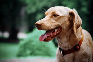 A happy dog.