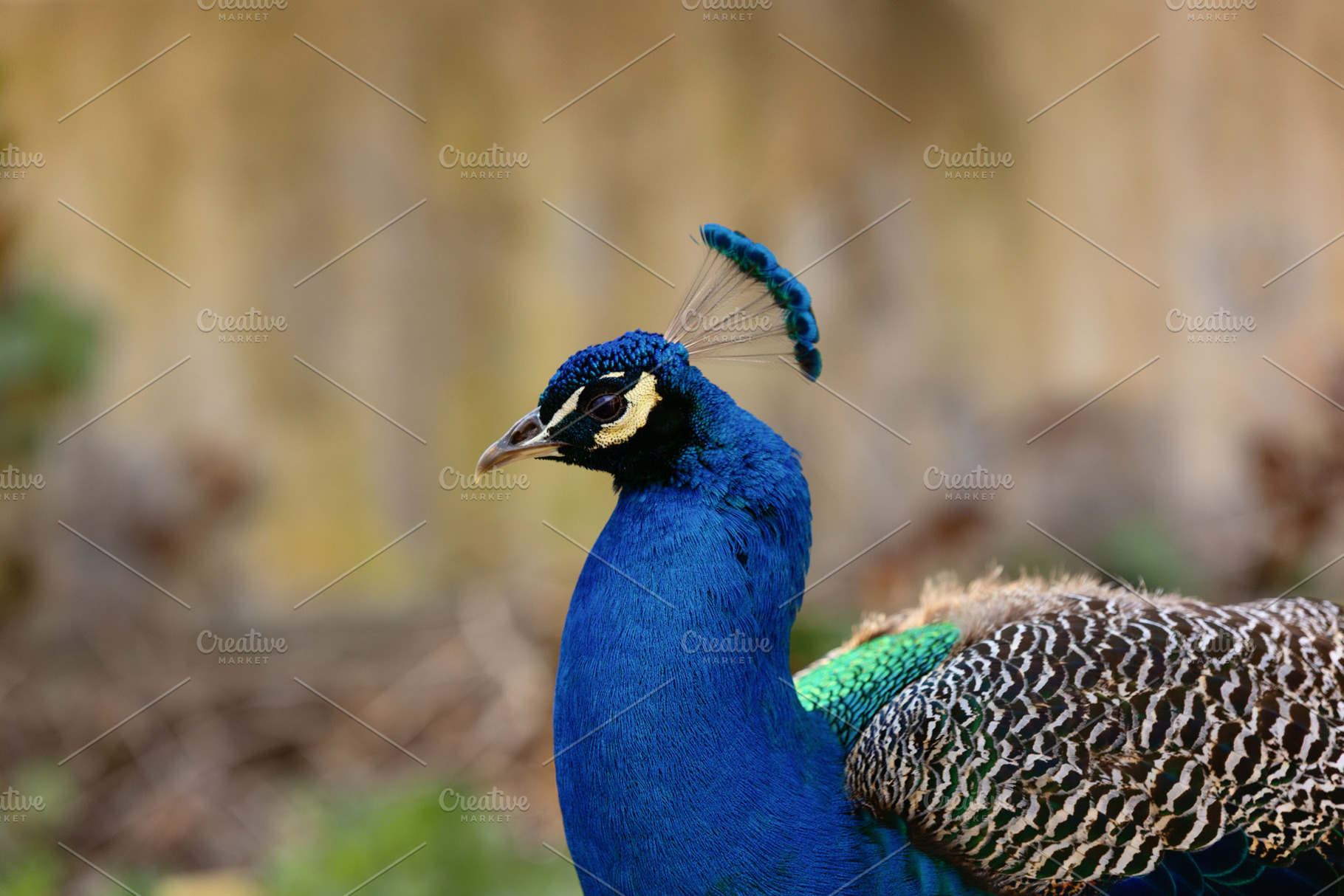 Blue Peacock in Detailed Portrait wi, an Animal Photo by Perpis