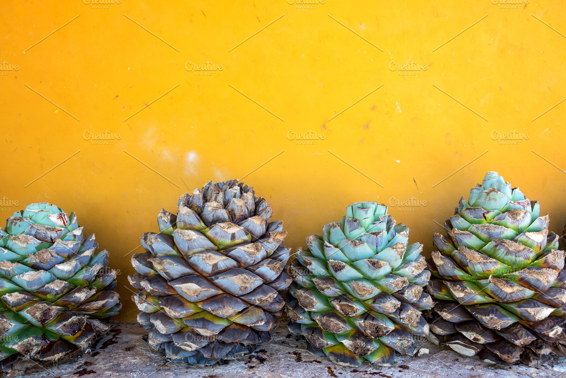 Blue Agave and a Yellow Wall, a Food & Drink Photo by JK Travel Photos