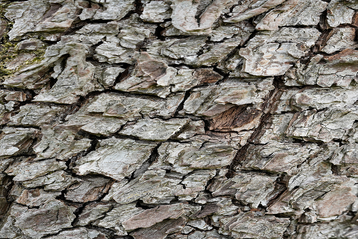 30 Tree Trunk Texture Photos, a Texture Graphic by Bilgep_design (Photo 5 of 16)