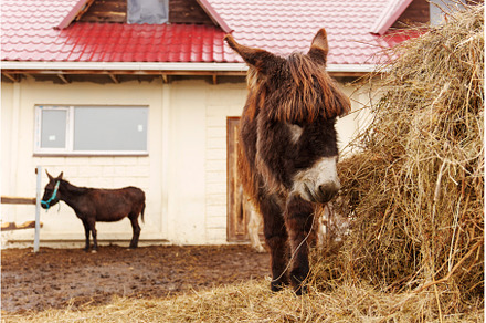 Brown donkey stands in a pen next to