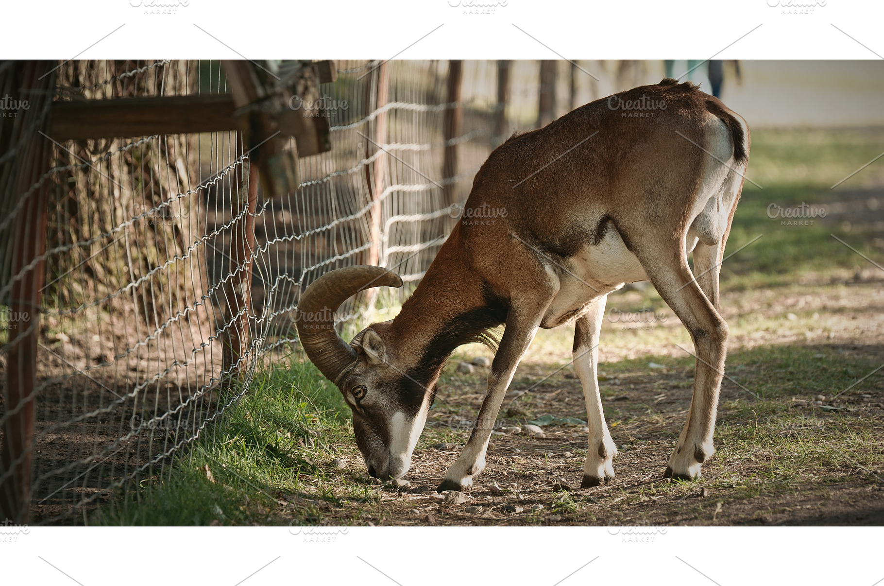 A goat grazing peacefully near fence, an Animal Photo by Our Amazing World