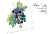 Watercolor Black Сurrant, an Illustration by Marina.Markizova (Thumbnail 4 of 4)