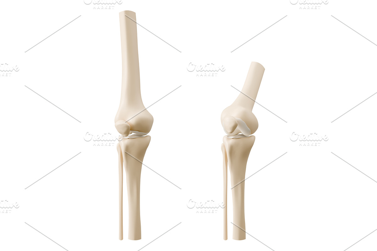 3D knee joint anatomy models, an Object Illustration by art PVP - market