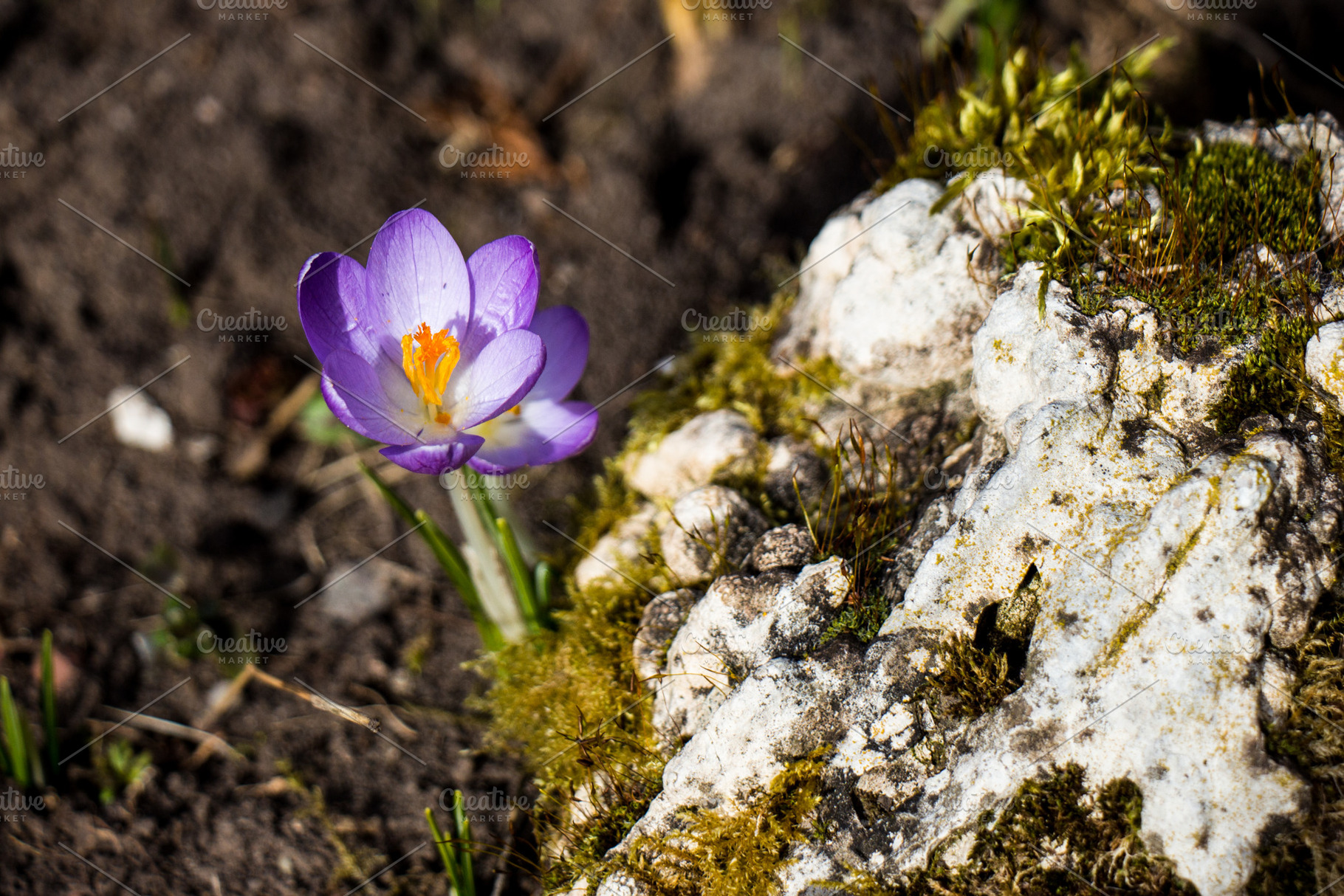 Purple crocus next to stone stock photo containing flower and flowers, a Nature Photo by ysajna