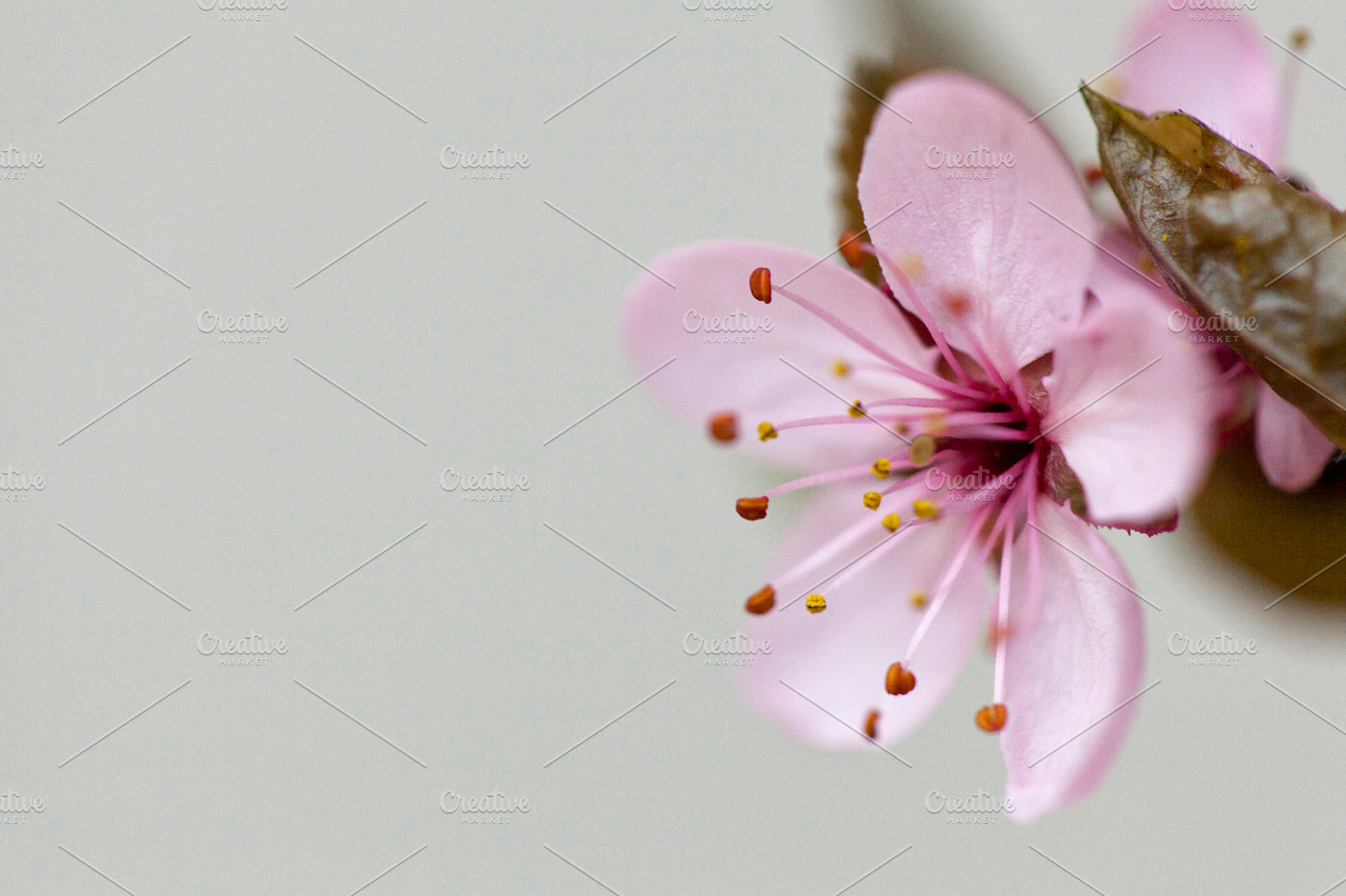 Cherry Blossom Stock Photo Containing Sakura And Japanese