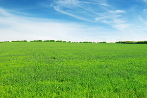 field and sky