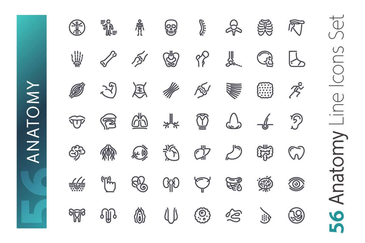 Anatomy Line Icons Set, an Outline Icon by Voysla's Shop (Photo 2 of 4)