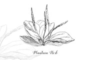 Botanical Vector Illustrations, an Illustration by FoxyImage (Thumbnail 5 of 7)