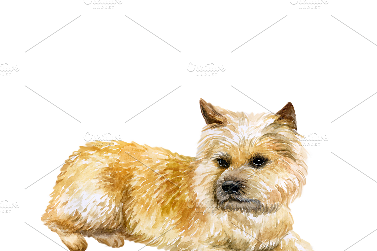 Watercolor Dogs Mega Big Bundle, an Illustration by Dneprstock (Photo 49 of 60)