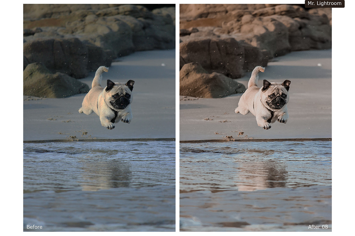 World of Pets Dogs Lightroom Presets, a Preset Add-On by HappyNews (Photo 2 of 7)