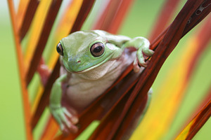 Frog tree frog dumpy frog animal featuring frog, tree frog, and dumpy frog