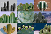 70 Aesthetic Cactus Stock Photos, a Nature Photo by Incomelion (Thumbnail 11 of 14)