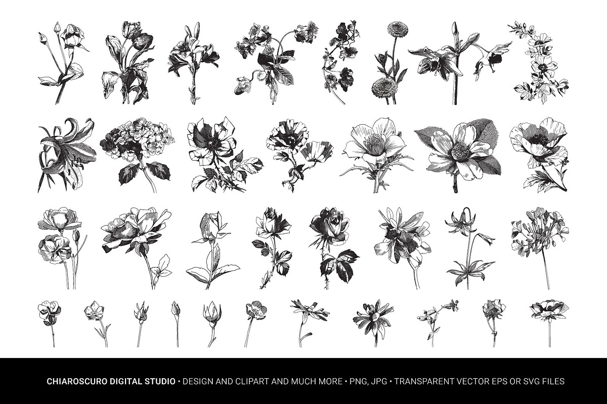 Vintage Botanical Vector Set, a Decorative Illustration by Pingebat (Photo 2 of 18)