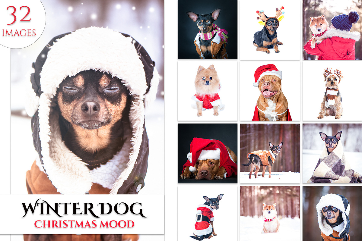 Winter Dog, Christmas Mood, an Animal Photo by WildStrawberry Magic (Photo 1 of 11)