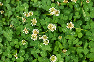 Fresh clover patches populate the, a Nature Photo by darksoul72