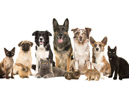 Large group of various domestic pets, an Animal Photo by Elles Rijsdijk