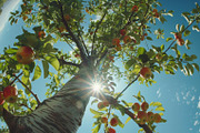 98 Trees view from below, a Nature Photo by Handmadefont (Thumbnail 3 of 98)