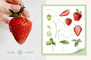 Strawberry watercolor illustrations, a Food Illustration by Fedulova Art (Thumbnail 6 of 17)