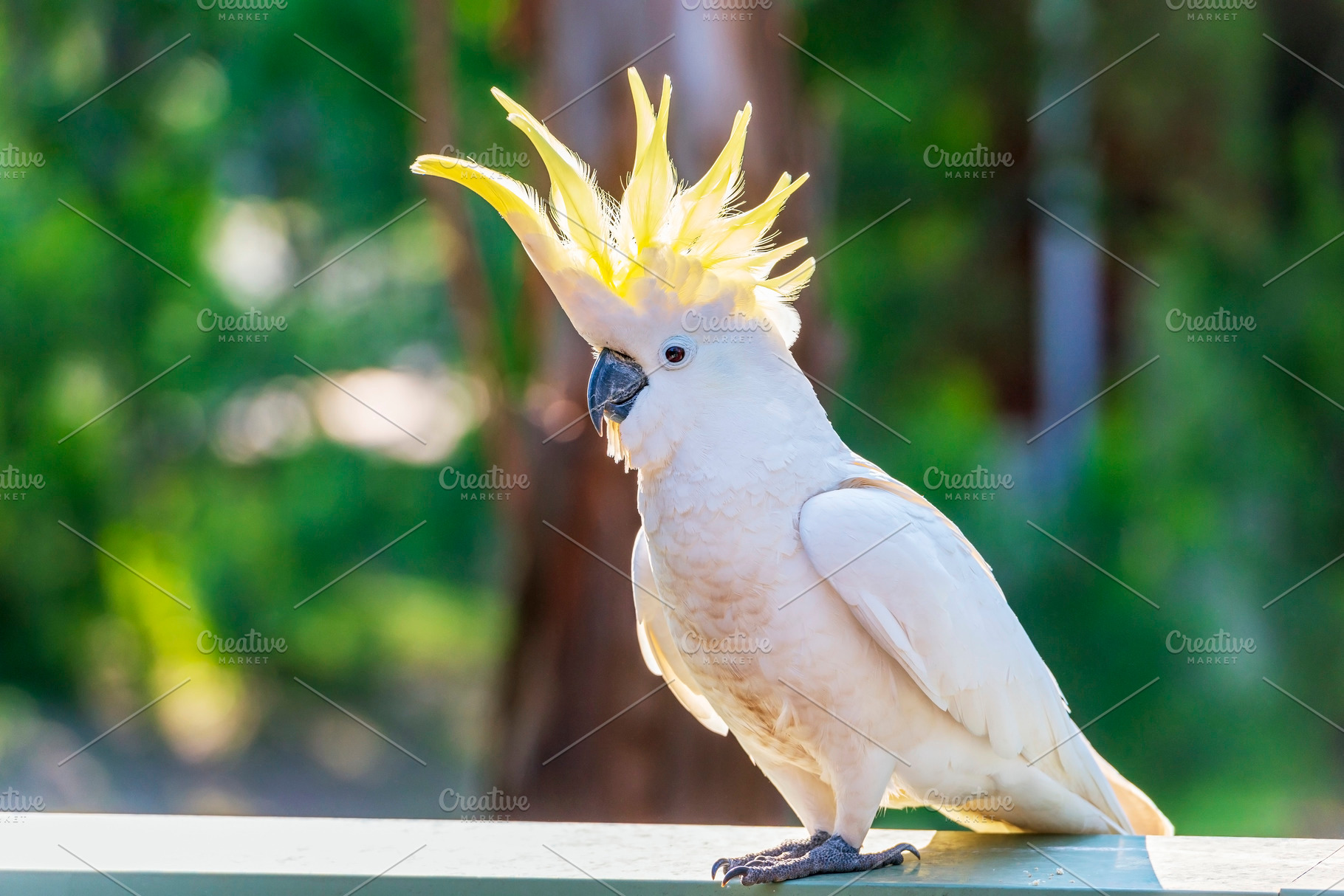Yellow-Crested Cockatoo Bird, a Photo by THP Creative
