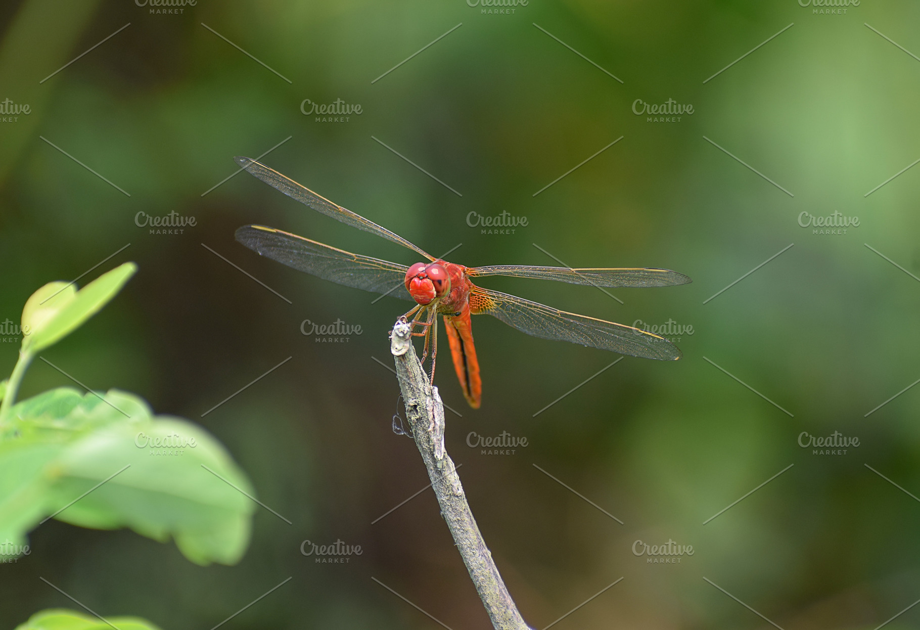 Dragonfly sitting on a stick, a Nature Photo by Iftikhar Alam