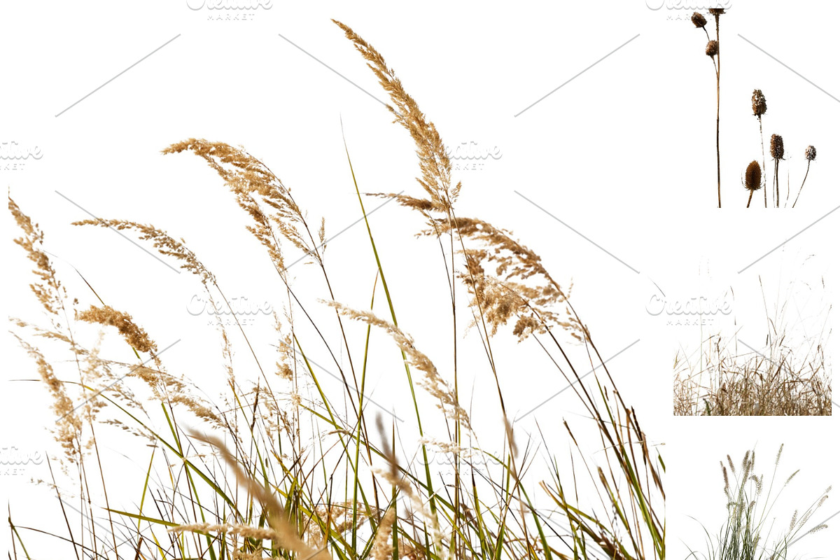 Grass overlays, an Object Graphic by ArtuscoDesign (Photo 4 of 5)
