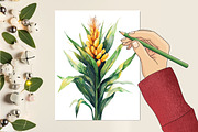 Corn Watercolor Cliparts, an Illustration by RobertsArt (Thumbnail 2 of 7)
