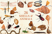 80 Vintage Nature Illustrations, an Object Graphic by The Object Atlas (Thumbnail 7 of 11)