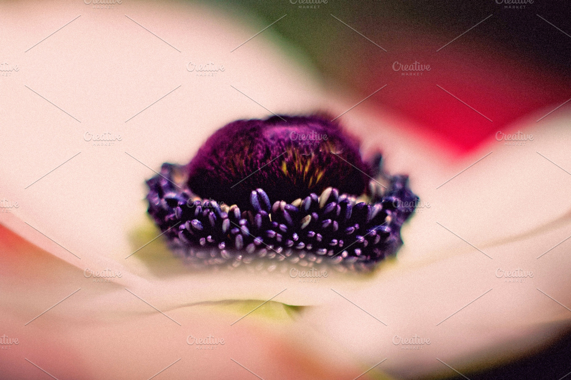 Iseeyouflower Anemone