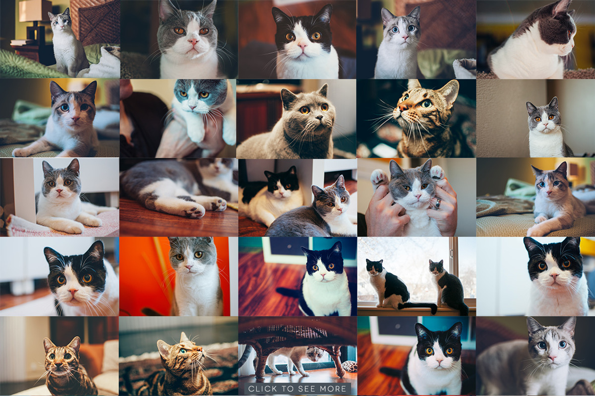 Hipster Cats Photo Pack preview 7