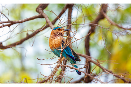 Indian Roller bird on a tree, India, an Animal Photo by f9photos