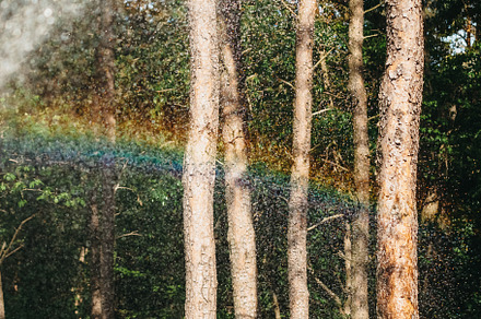 Tall Trees preview 6