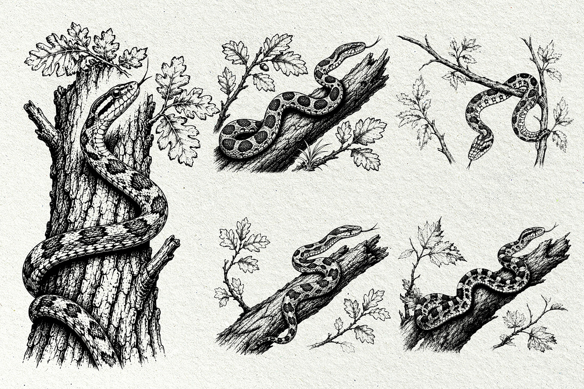 Snake Illustration Set, an Animal Illustration by DENIDigitalArtSudio (Photo 3 of 8)