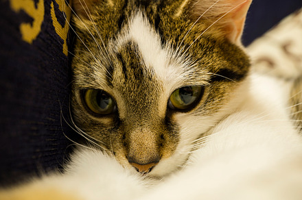 Sweet Kitty. preview 3