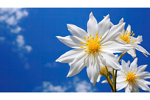 yellow star of bethlehem ai, a Nature Photo by pikepicture