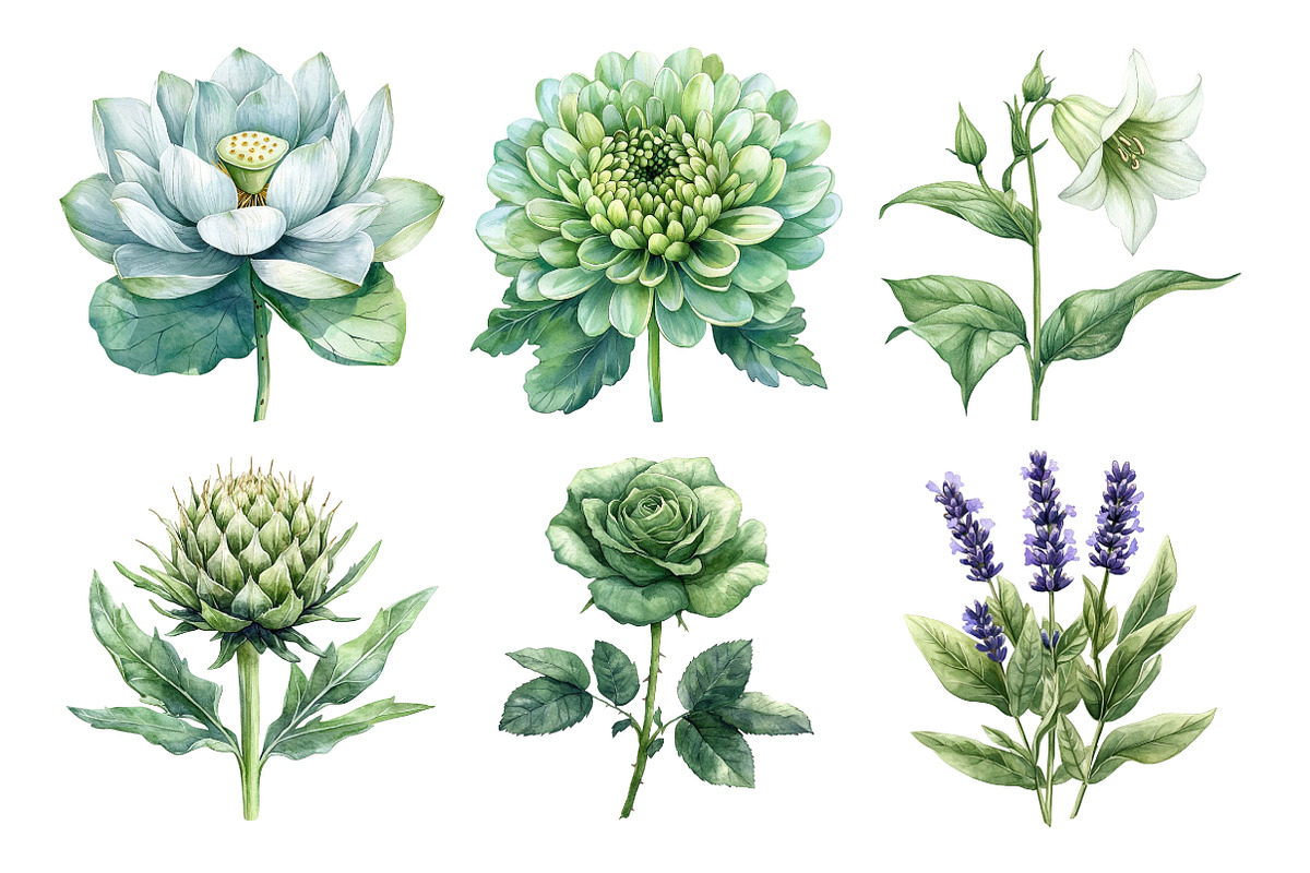 Watercolor Sage Floral Clipart, an Illustration by Daily.Designs (Photo 5 of 5)