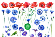 watercolor wildflower, an Illustration by ognivo (Thumbnail 2 of 3)