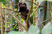 Brazilian Marmoset in the Forest, an Animal Photo by HiLine (Thumbnail 11 of 11)