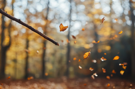 Closeup of a stick among falling aut, a Photo by Iftikhar Alam