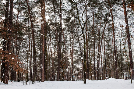Snow Covered Forest Lake Under Bright Sunshine. Scenic Landscape, a Nature Photo by TanaCh