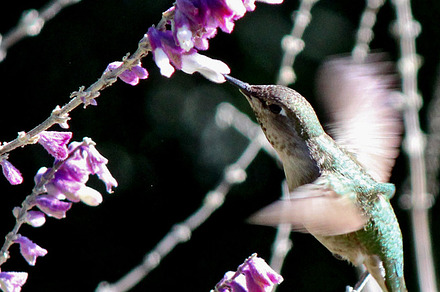 Hummingbird Feeding
