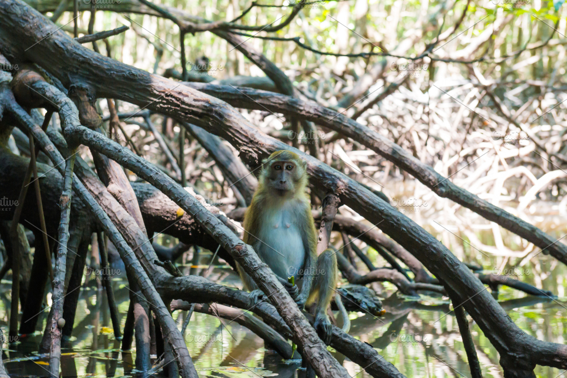Macaque monkey sitting on mangrove tree, an Animal Photo by Vapi