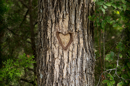 Love Knot Tree 