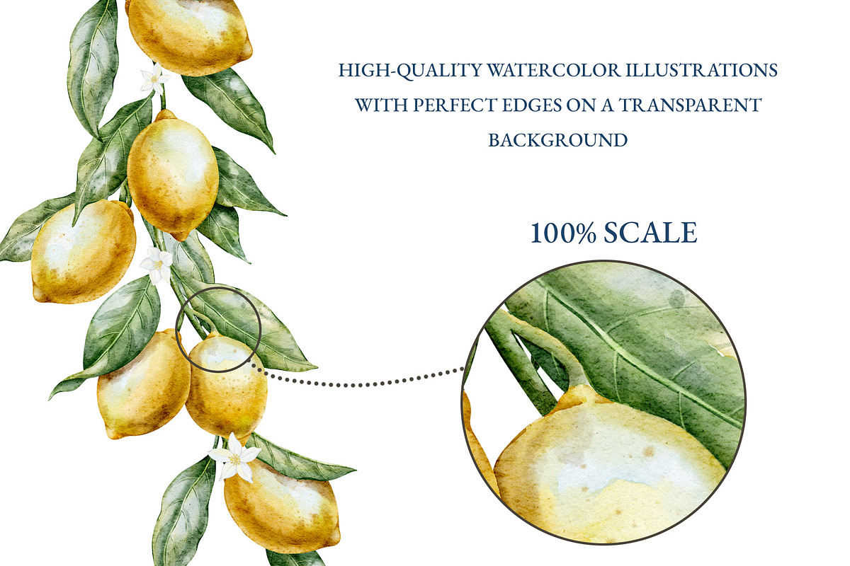 Lemon Watercolor Clipart Set, a Food Illustration by Alisles (Photo 10 of 11)